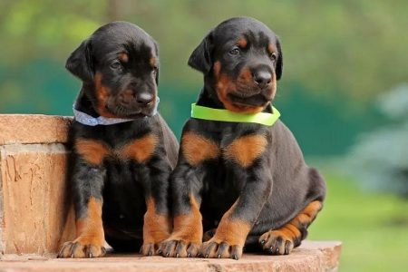 Healthy Puppies for Sale in Bangalore