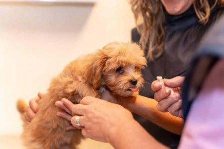 Healthy puppies for sale in Bangalore