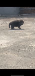 Heavy bone double coat german shepherd puppies available