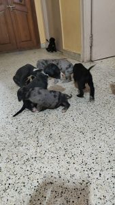 heavy great dane puppies available