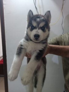 Heavy male Siberian husky puppy (7 weeks)