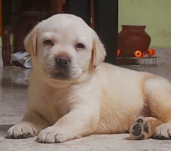 Heavy quality labrador retriever puppies