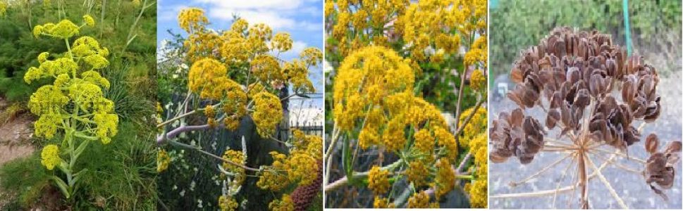 Heeng seeds for sale