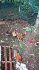 Hens for sale