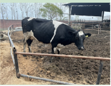 HF Heifer Cow for sale