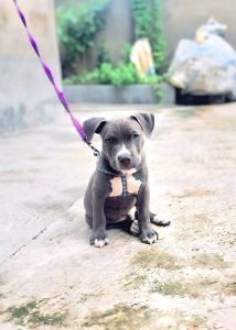 Hi, I have a American bully male puppy