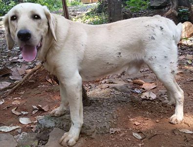 High Pedigree Dogs for Sale