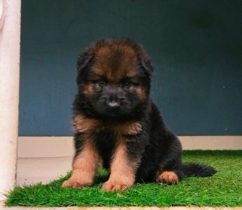 High quality German Shepherd puppies available 6282260887