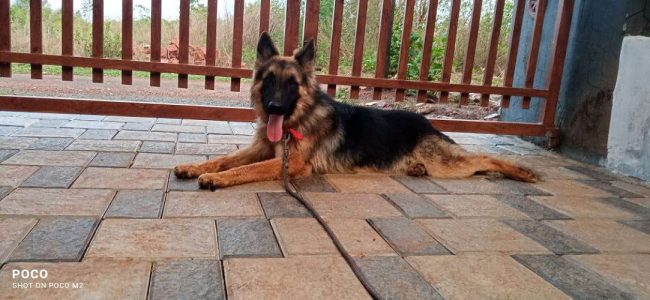 High quality Gsd male for sale 1 year 2 week exchange availb