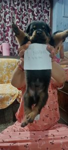 High quality Rottweiler puppy 30 days male