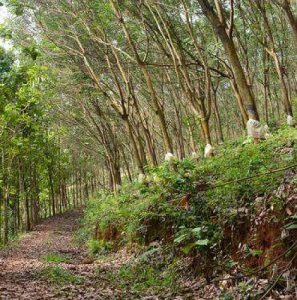 High Yeilding Rubber plantation for sale -Manjeri