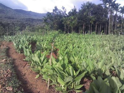 High yielding Prathibha hybrid turmeric seeds