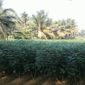 House plots for sale near marangad ramapuram