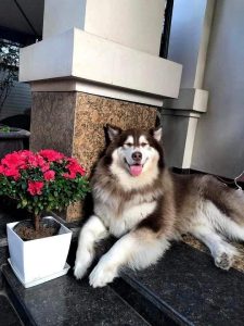Husky blue eyes holy court puppies