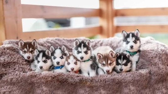 Husky Cute Puppy....8800539300