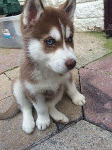 Husky dog baby