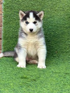 Husky