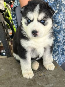 Husky