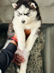 Husky