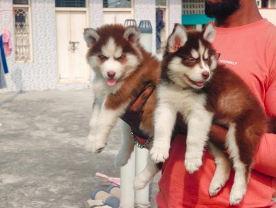 Husky