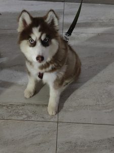 Husky for SALE