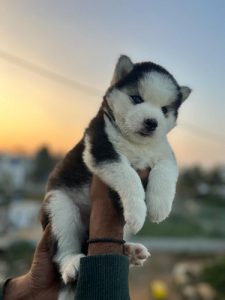 Husky