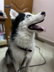 Husky