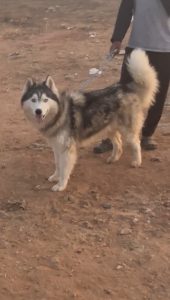 Husky female