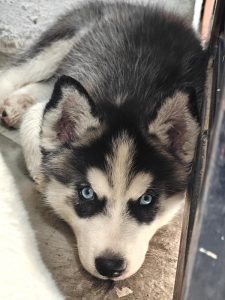 Husky female puppy