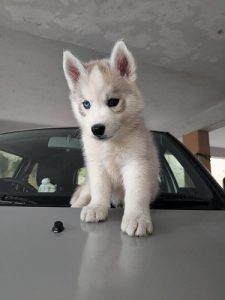 Husky male and female puppies