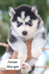 Husky male and female puppies available