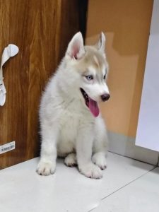 Husky 3 months Old