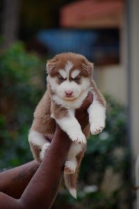 Husky puppies available in Chennai