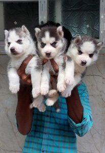 Husky puppies available
