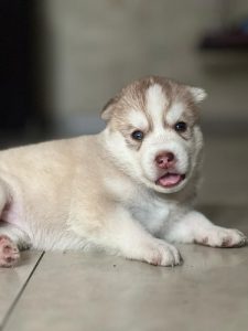 Husky puppies available