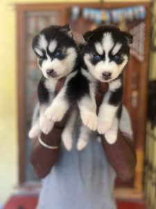Husky puppies available