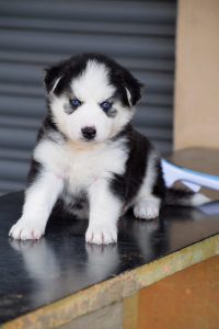 Husky puppies available in Chennai