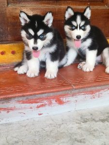 Husky puppies available in Chennai