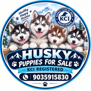 Husky puppies for sale in Bangalore only
