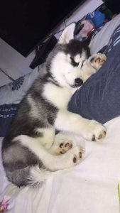 Husky puppies for sale in Bangalore