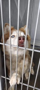 Husky puppies for sale in Bangalore