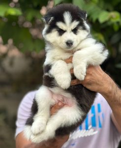 Husky puppies for sale