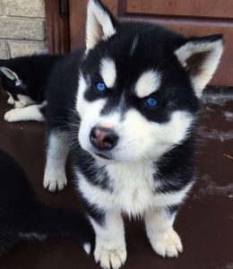 Husky puppies