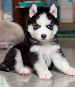 Husky puppies
