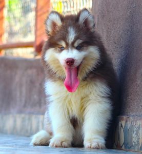 Husky puppies for sale