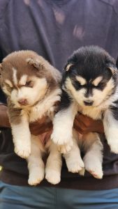 Husky puppies for sale