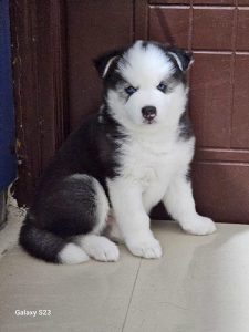 Husky puppies for sale