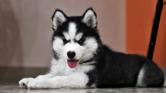 Husky puppies