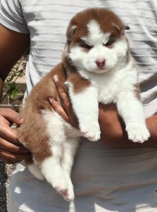 Husky puppies