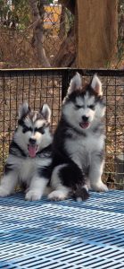 Husky puppies